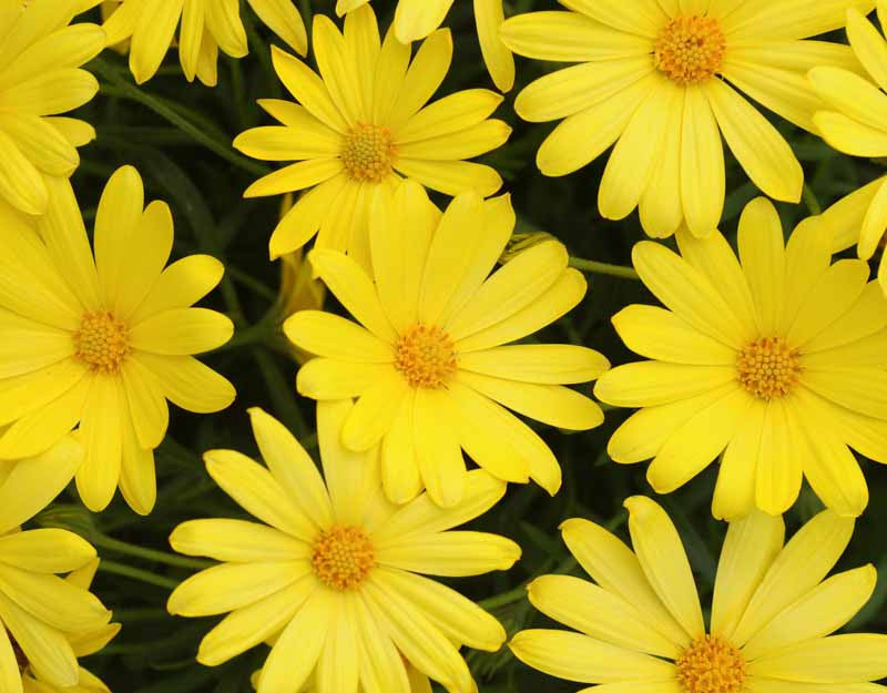 Osteospermum 'Voltage Gold' (Voltage Gold African Daisy)