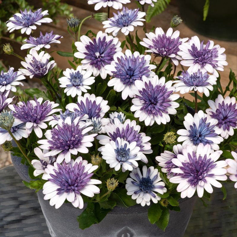 Osteospermum Ecklonis 3D™ ‘Steel Blue’ (African Daisy)