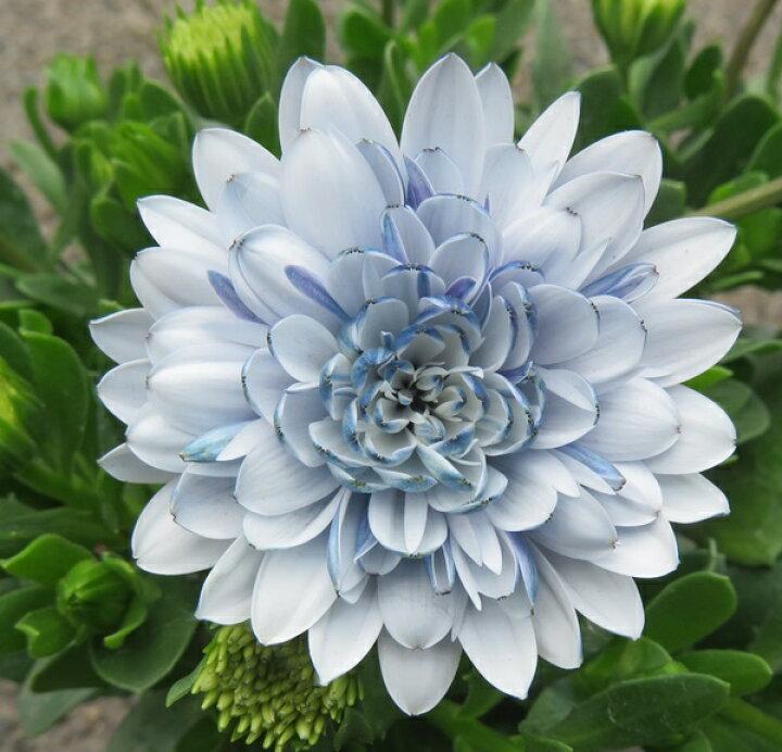 Osteospermum Ecklonis 3D™ ‘Steel Blue’ (African Daisy)