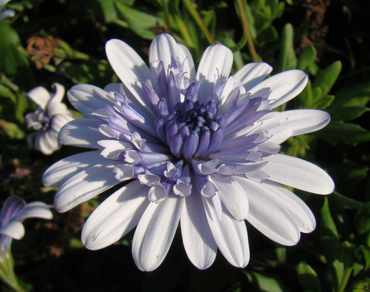 Osteospermum Ecklonis 3D™ ‘Steel Blue’ (African Daisy)