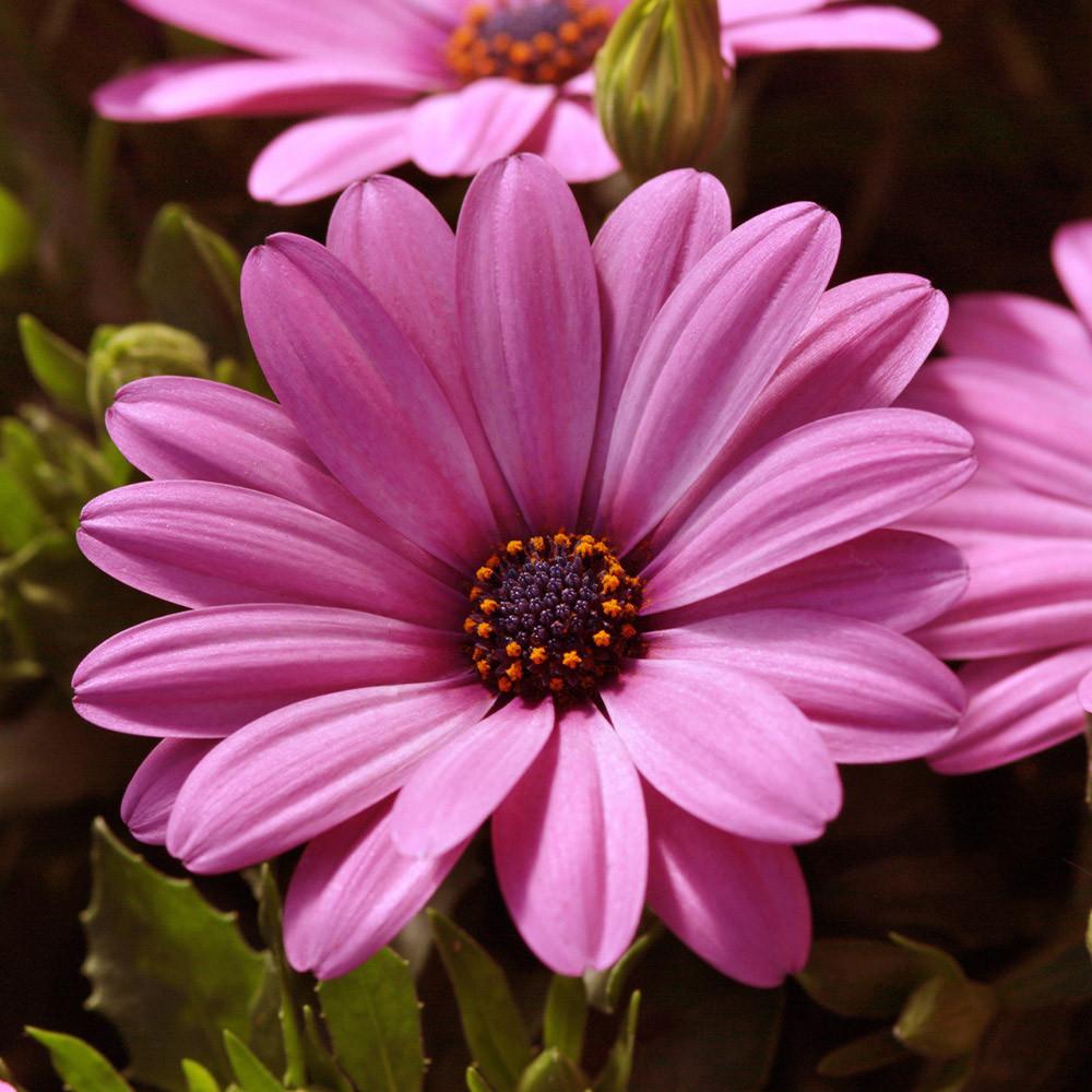 Osteospermum Ecklonis Serenity™ Pink (African Daisy)