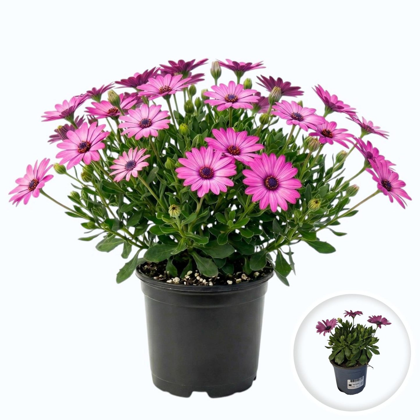 Osteospermum Ecklonis Serenity™ Pink (African Daisy)