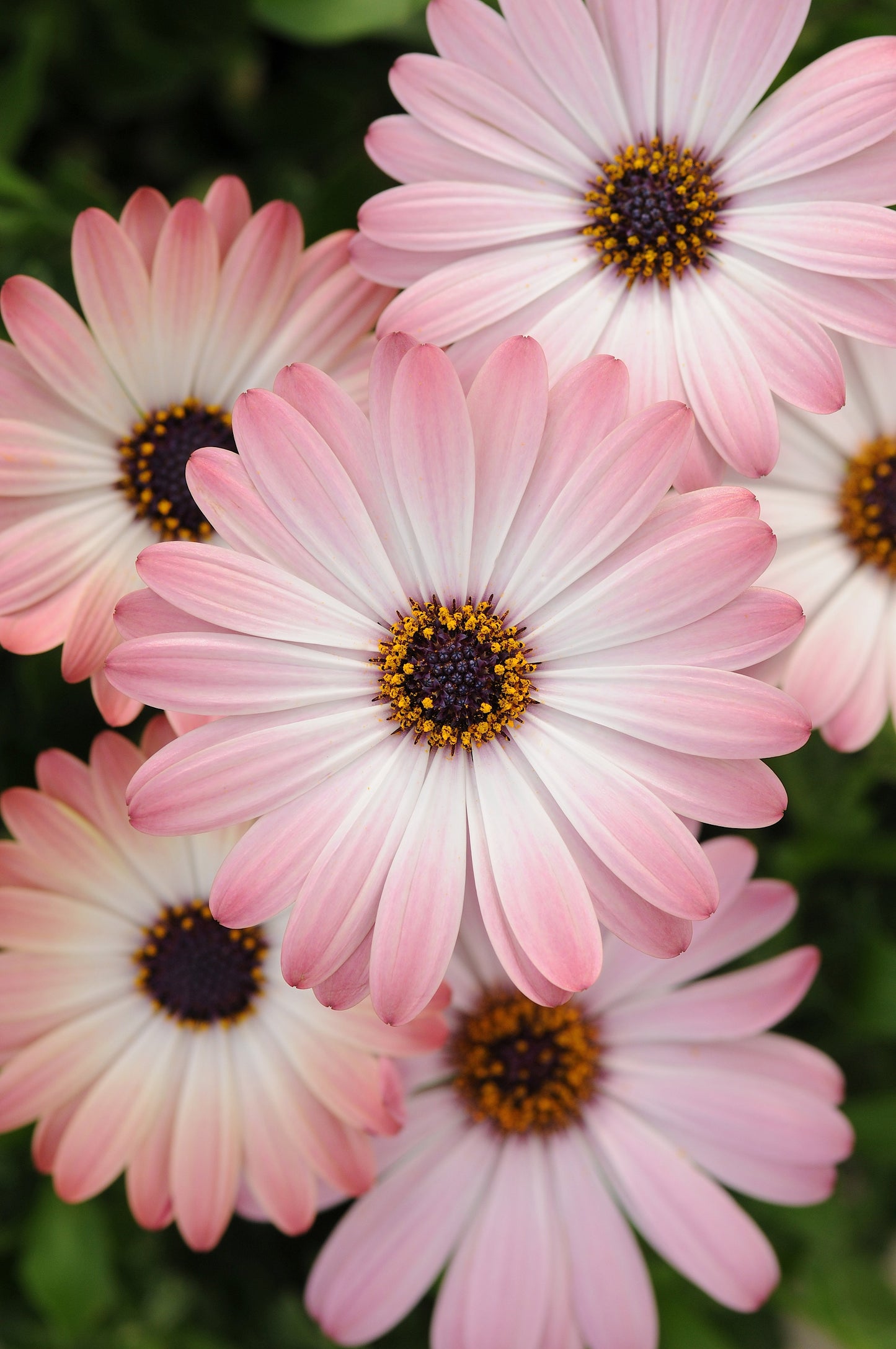 Osteospermum 'Serenity Pink Magic' (African Daisy)