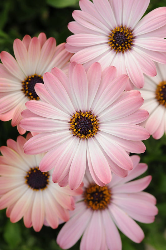 Osteospermum 'Serenity Pink Magic' (African Daisy)