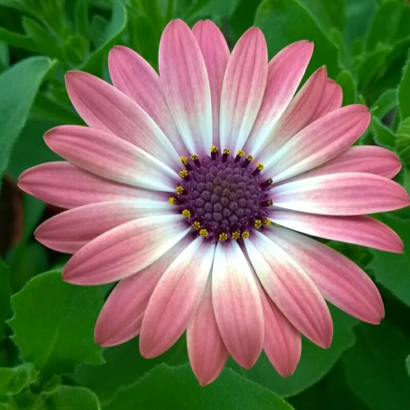 Osteospermum 'Serenity Pink Magic' (African Daisy)