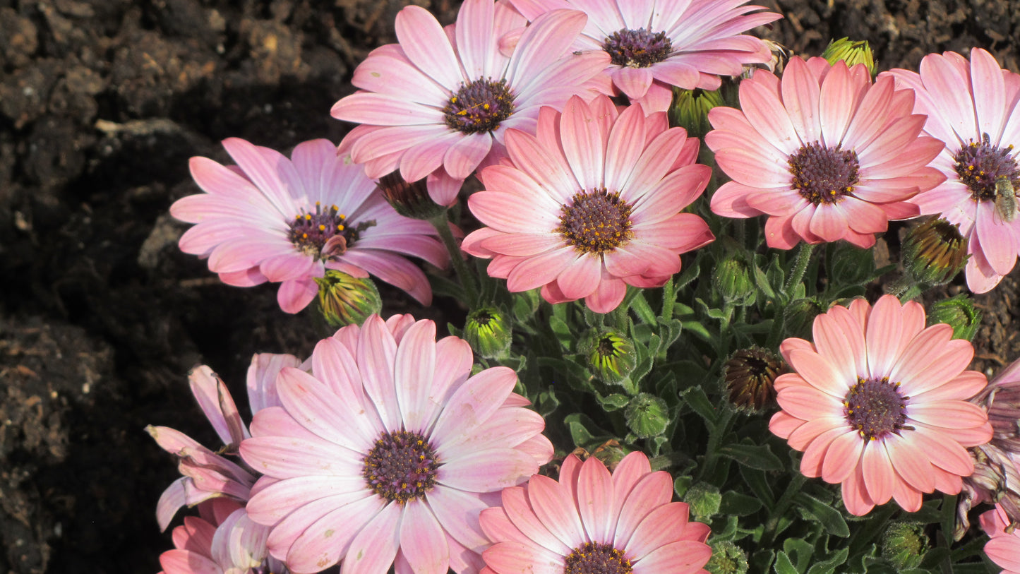 Osteospermum 'Serenity Pink Magic' (African Daisy)