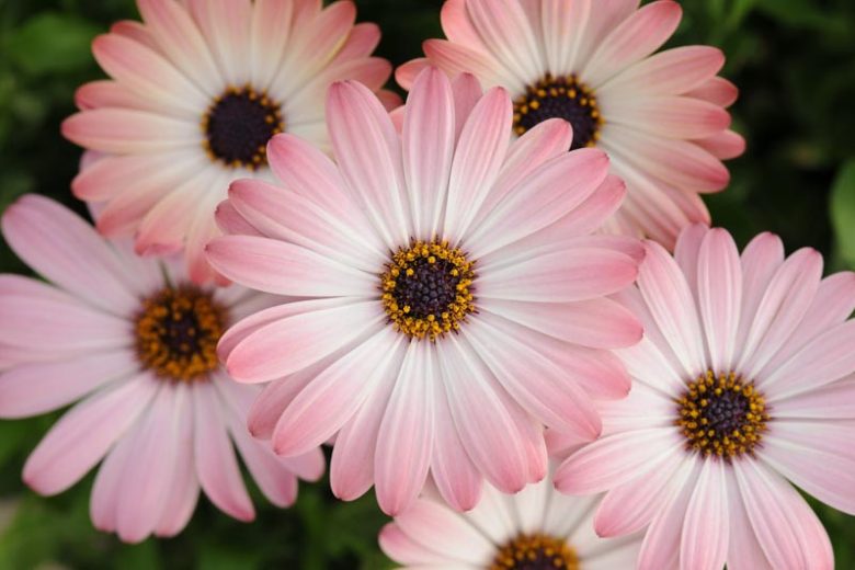 Osteospermum 'Serenity Pink Magic' (African Daisy)