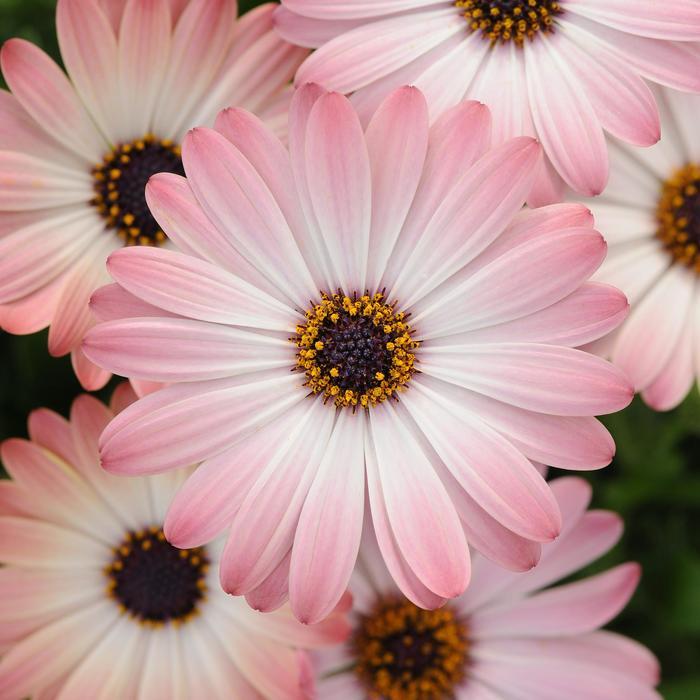 Osteospermum 'Serenity Pink Magic' (African Daisy)