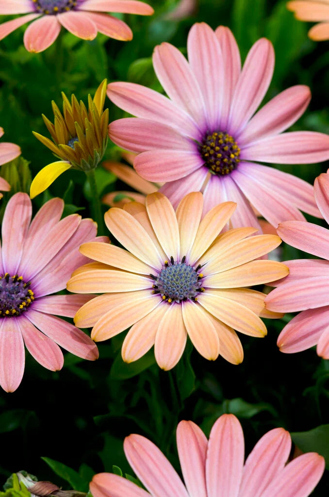 Osteospermum 'Serenity Rose Magic' (African Daisy)