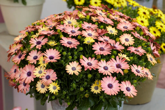 Osteospermum 'Serenity Rose Magic' (African Daisy)
