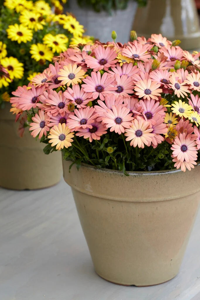 Osteospermum 'Serenity Rose Magic' (African Daisy)