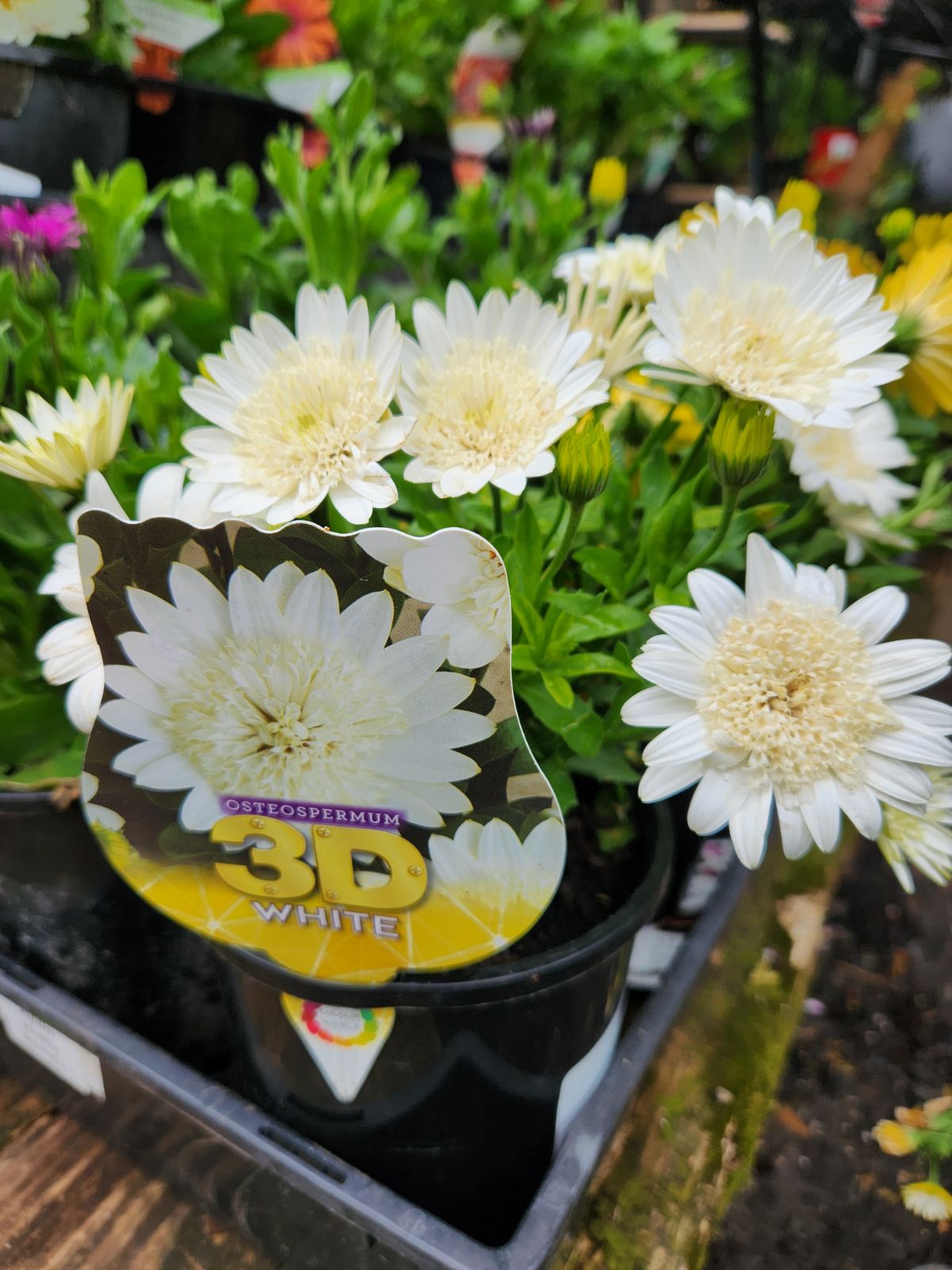 Osteospermum '3D White' (African Daisy)