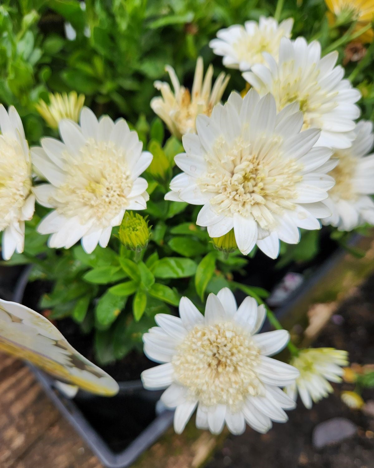 Osteospermum '3D White' (African Daisy)