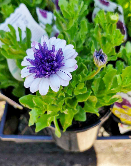 Osteospermum '3D Blueberry' (African Daisy)
