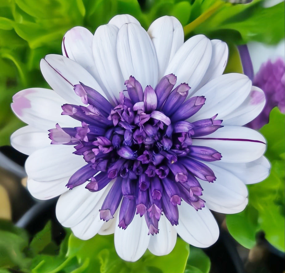 Osteospermum '3D Blueberry' (African Daisy)