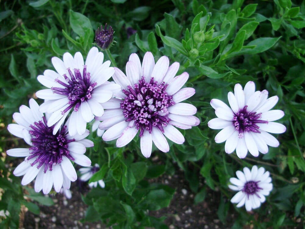 Osteospermum '3D Blueberry' (African Daisy)