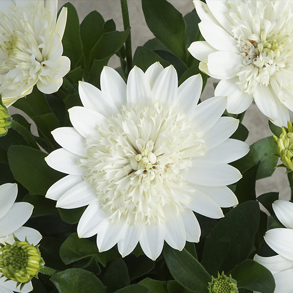 Osteospermum '3D White' (African Daisy)