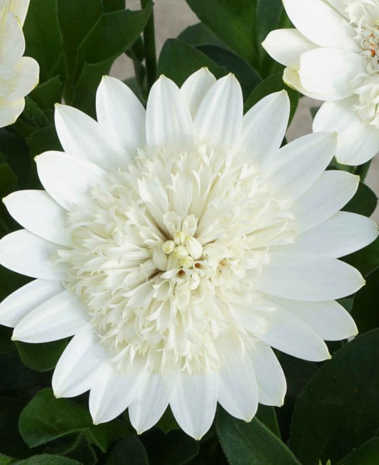 Osteospermum '3D White' (African Daisy)