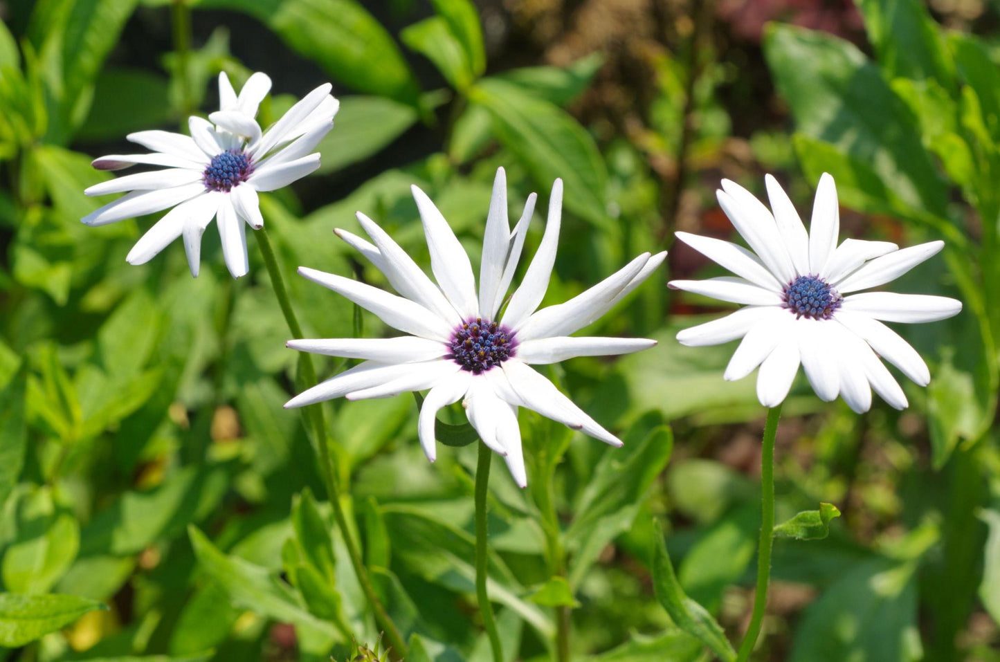 Osteospermum Ecklonis ‘White Lightning’ (African Daisy)