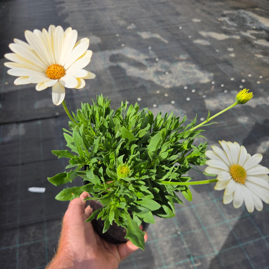 Osteospermum Ecklonis ‘White Lightning’ (African Daisy)
