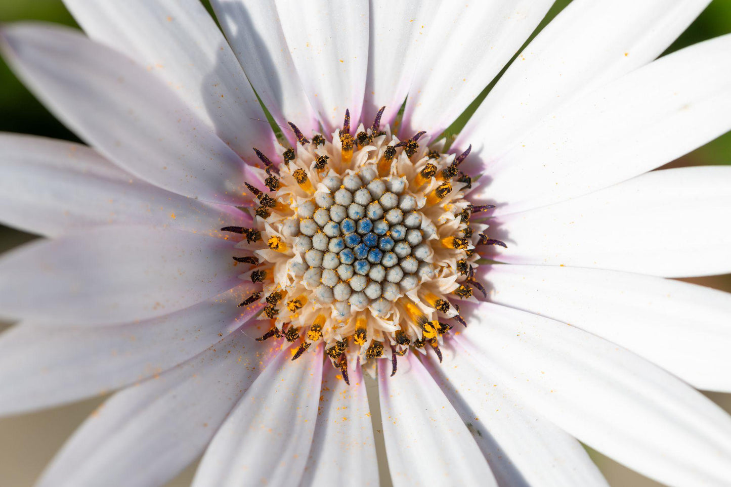 Osteospermum Ecklonis ‘White Lightning’ (African Daisy)