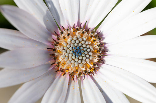 Osteospermum Ecklonis ‘White Lightning’ (African Daisy)