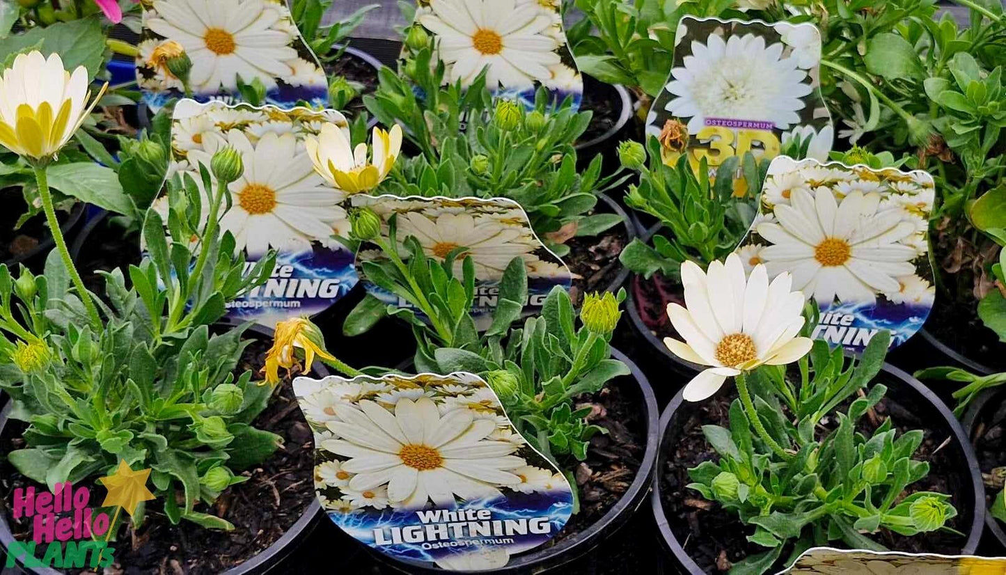 Osteospermum Ecklonis ‘White Lightning’ (African Daisy)
