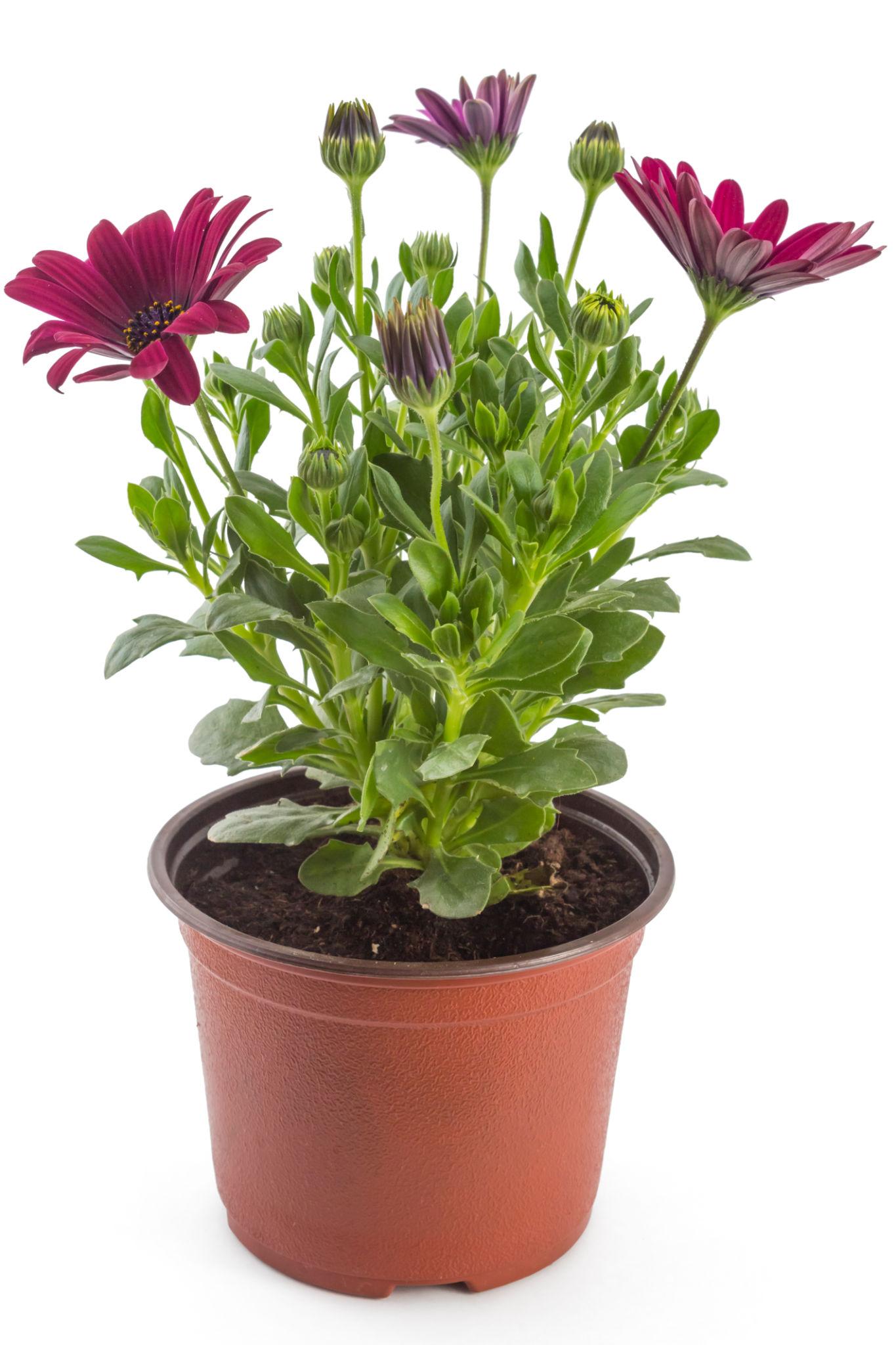 Osteospermum ‘Serenity Red’ (African Daisy)