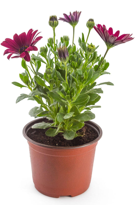 Osteospermum ‘Serenity Red’ (African Daisy)