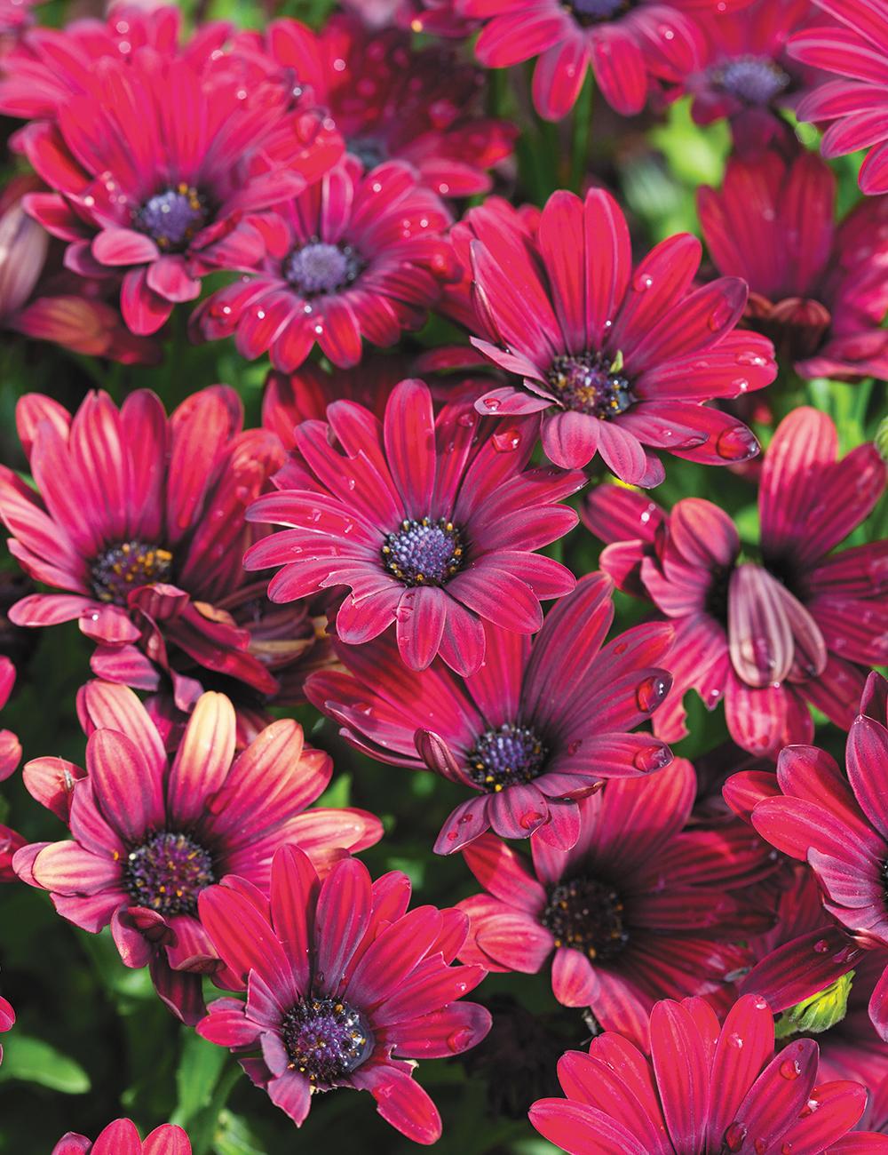 Osteospermum ‘Serenity Red’ (African Daisy)