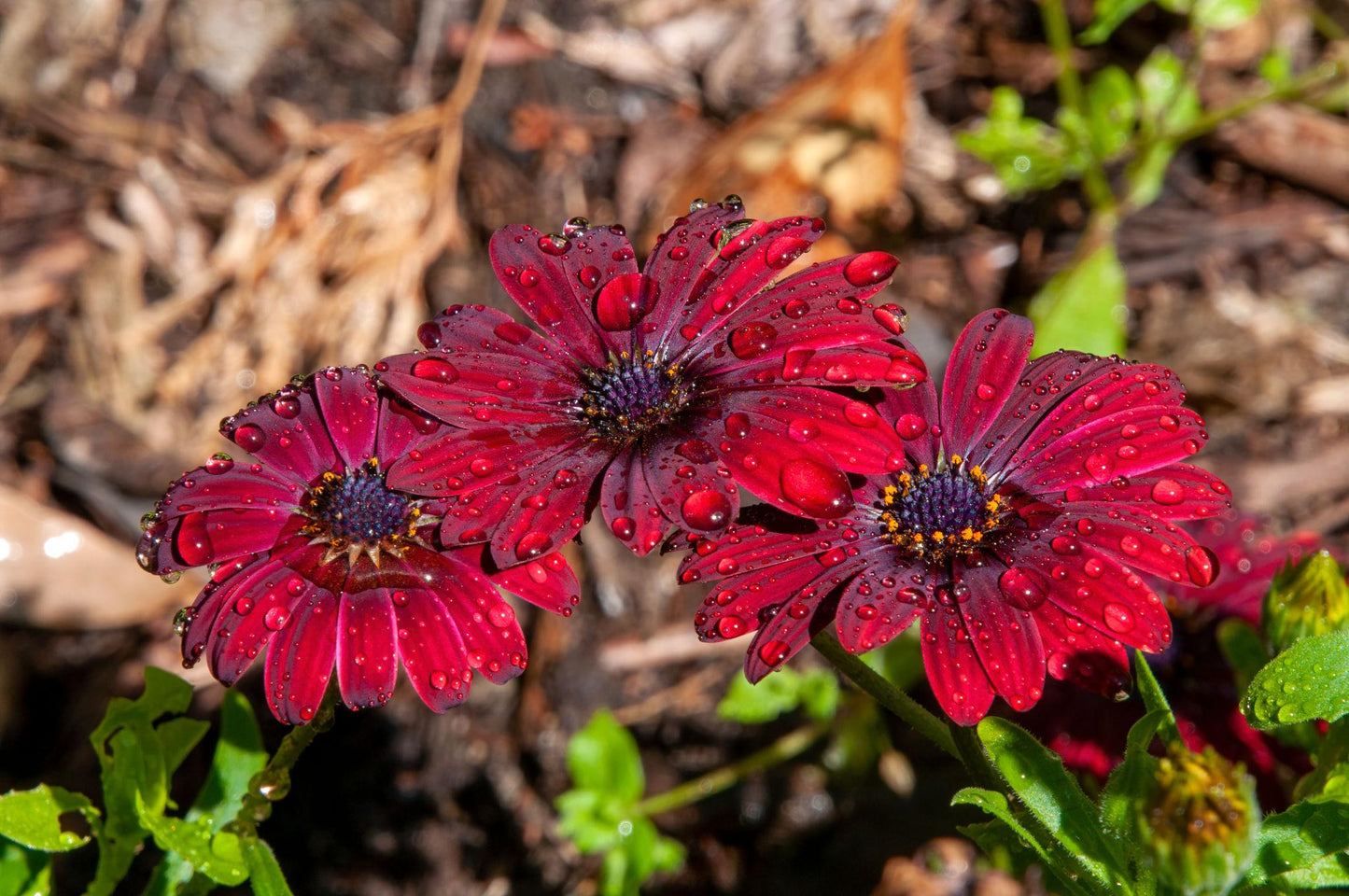 Osteospermum ‘Serenity Red’ (African Daisy)