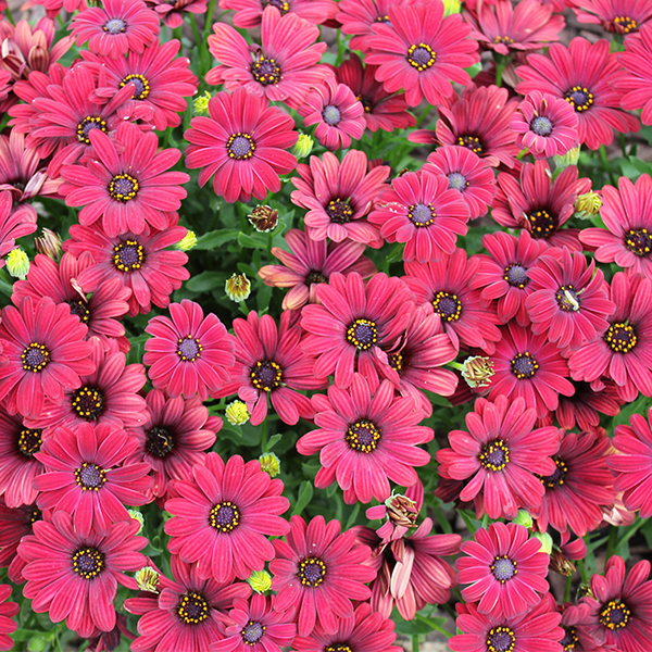 Osteospermum ‘Serenity Red’ (African Daisy)