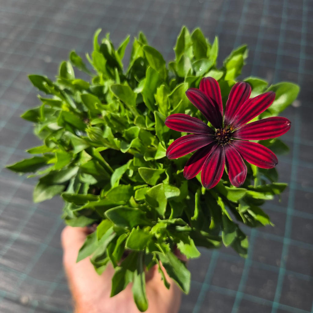 Osteospermum ‘Serenity Red’ (African Daisy)