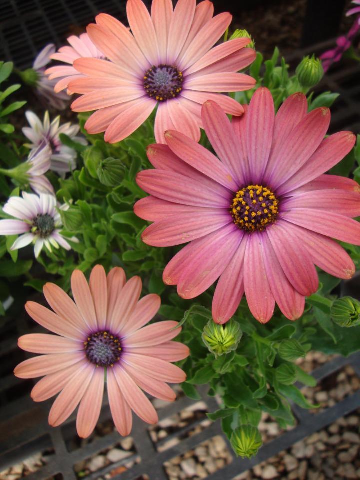 Osteospermum 'Serenity Rose Magic' (African Daisy)