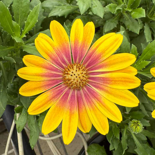 Osteospermum Pop Eye Sunrise