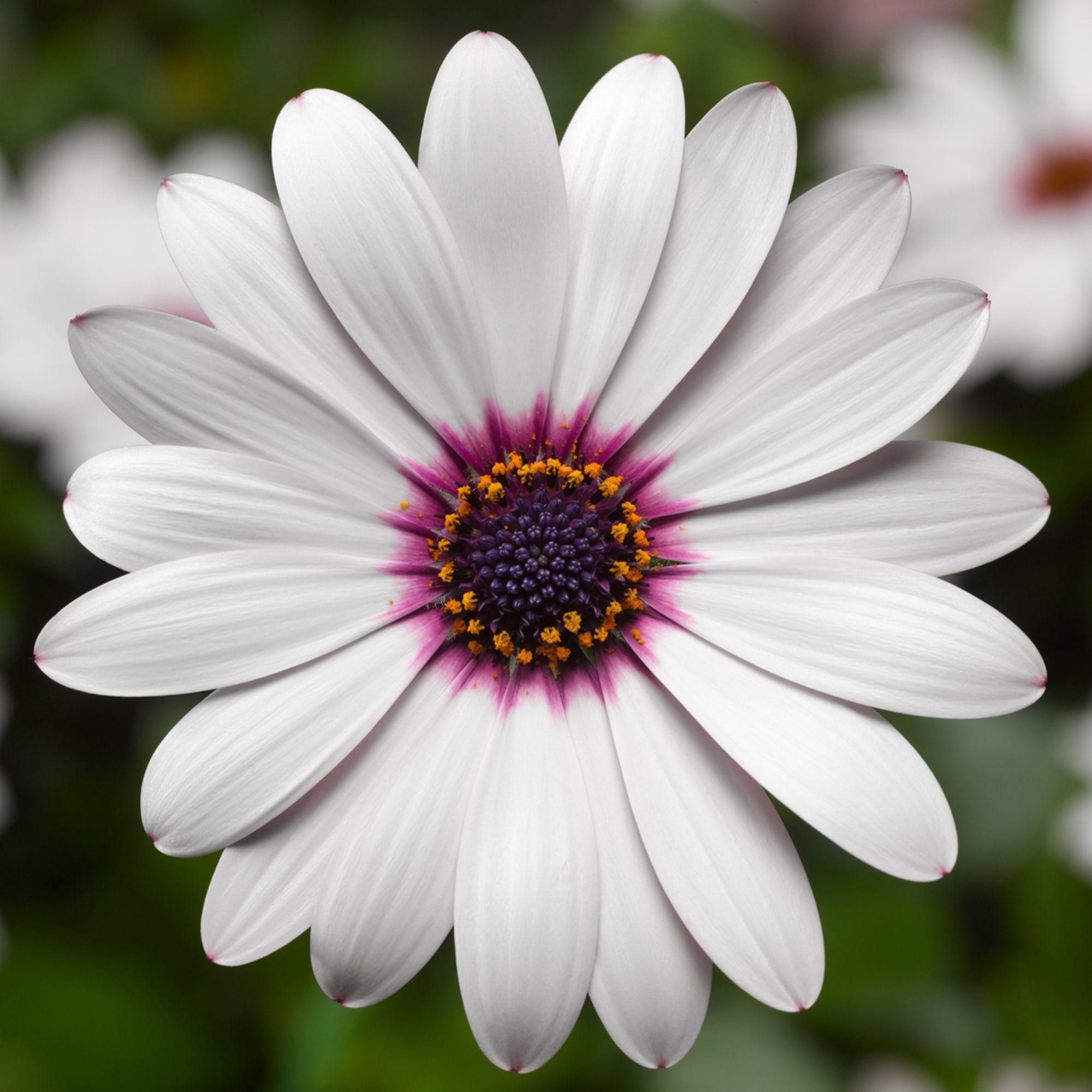 Osteospermum ecklonis ‘Tradewinds White’ (African Daisy)