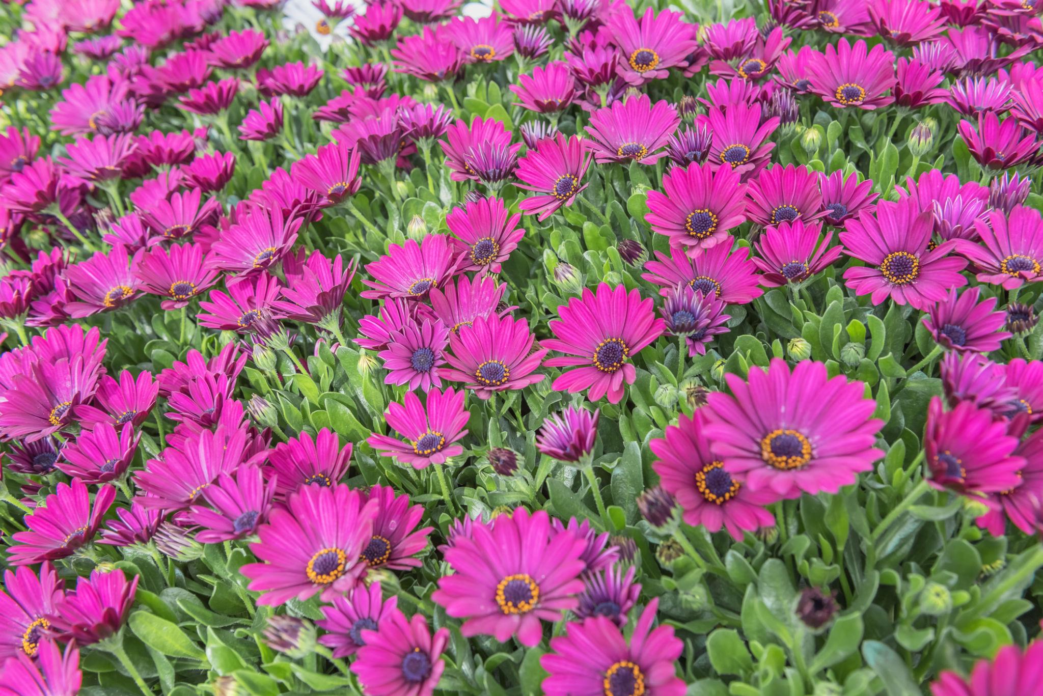 Osteospermum ecklonis ‘Tradewinds White’ (African Daisy)