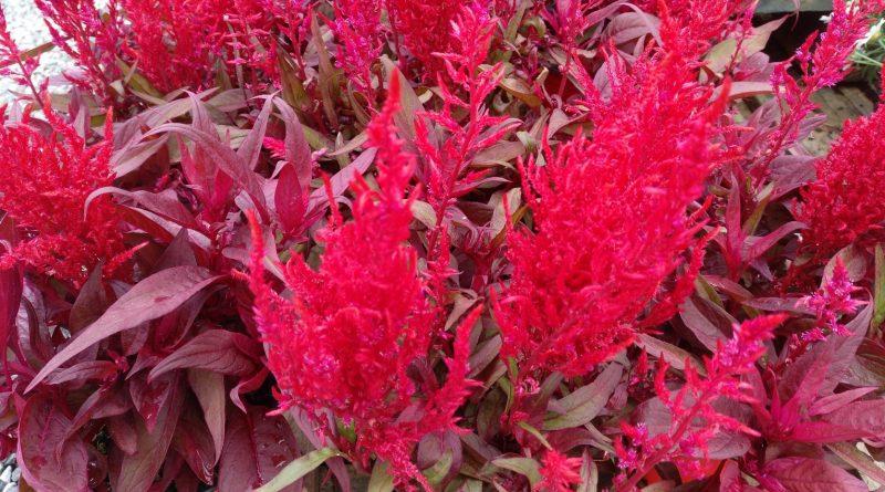 Celosia Argentea ‘Dragon’s Breath’ (Dragon’s Breath Celosia)