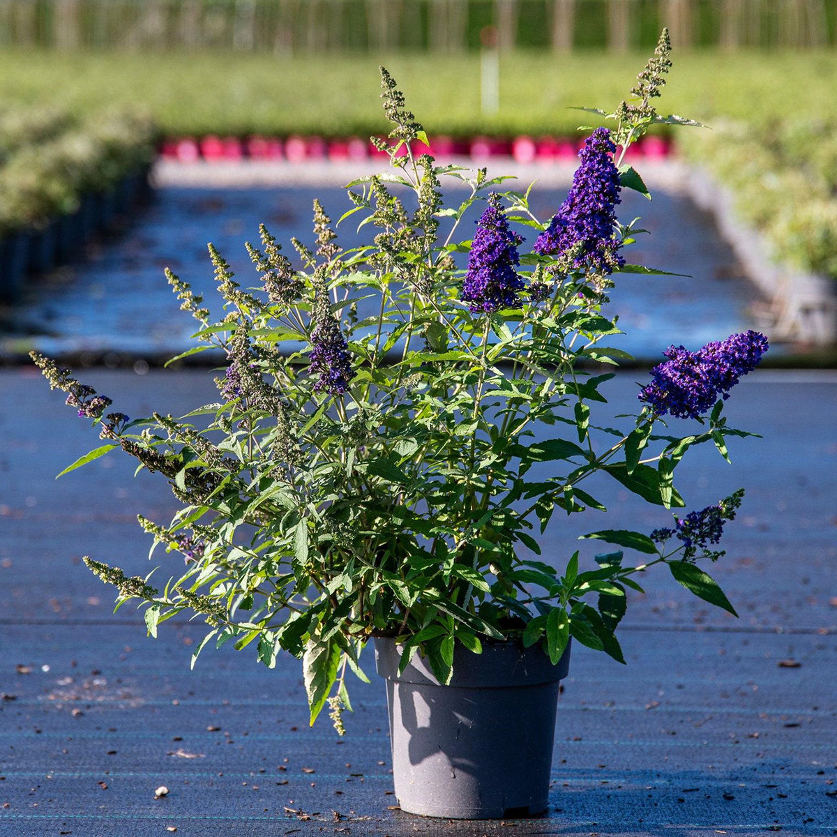 Buddleja Davidii 'Buzz™ Midnight' (Midnight Butterfly Bush)