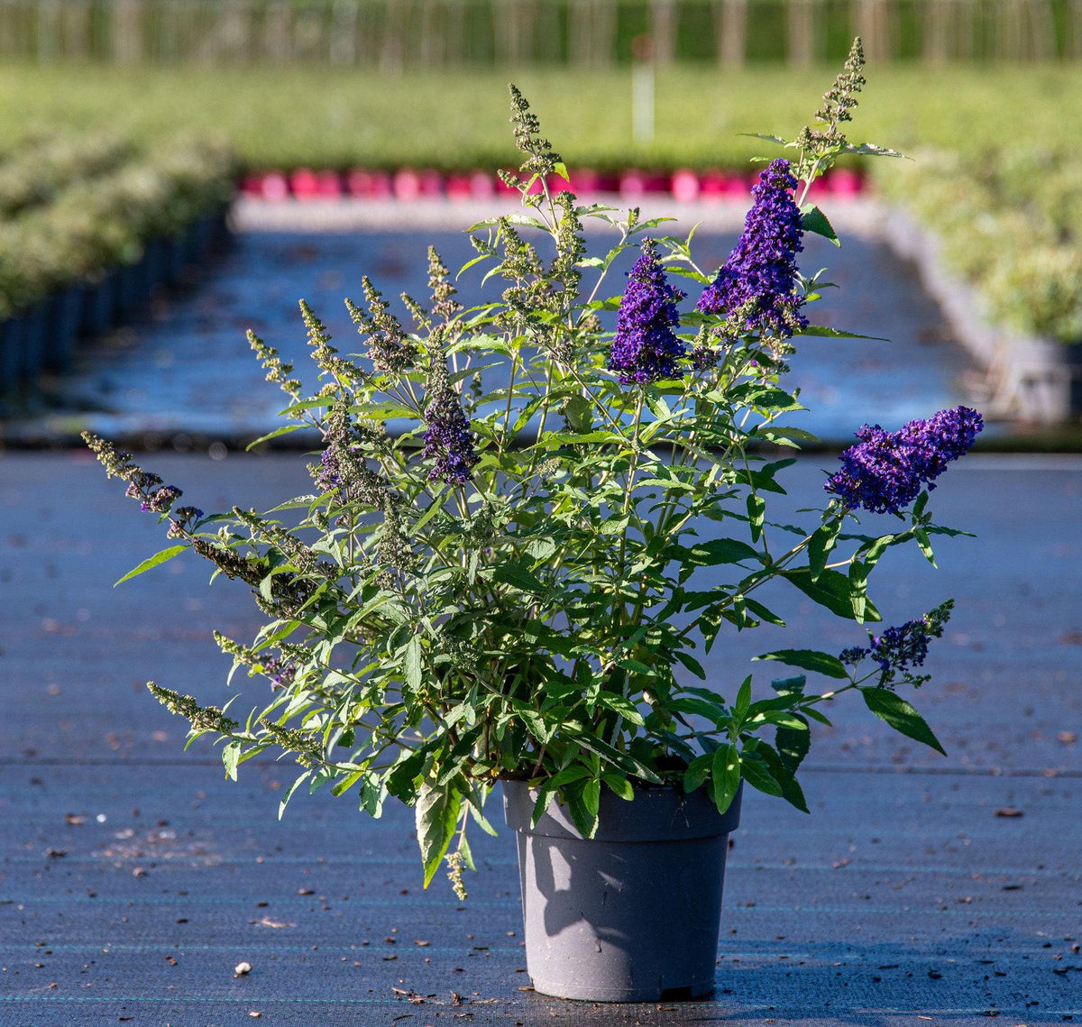 Buddleja davidii ‘Buzz® Midnight’ (Dwarf Butterfly Bush)