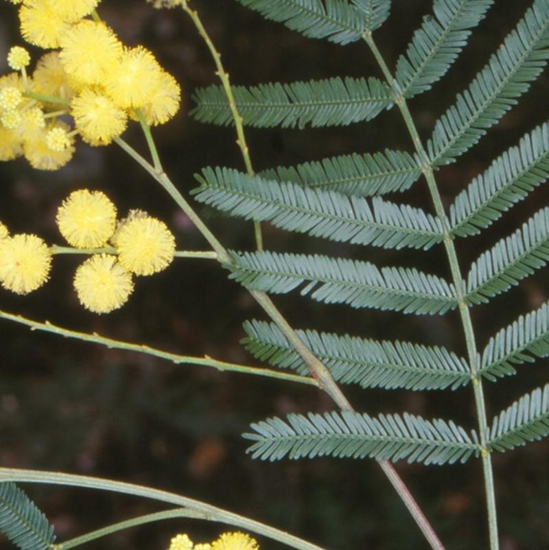 Acacia Parramattensis (Parramatta Wattle)