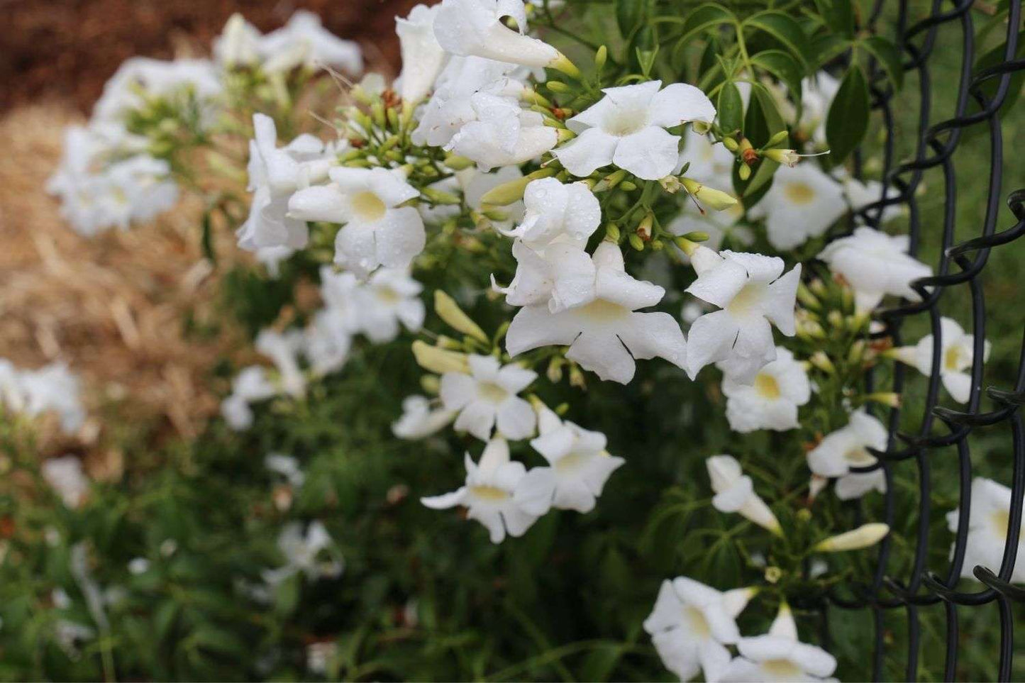 Pandorea jasminoides (PJ01) ‘Ozbreed Flat White™’