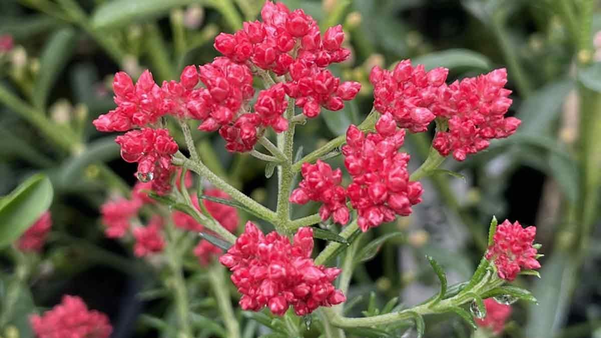 Ozothamnus Diosmifolius ‘Red Gingham’ (Rice Flower)