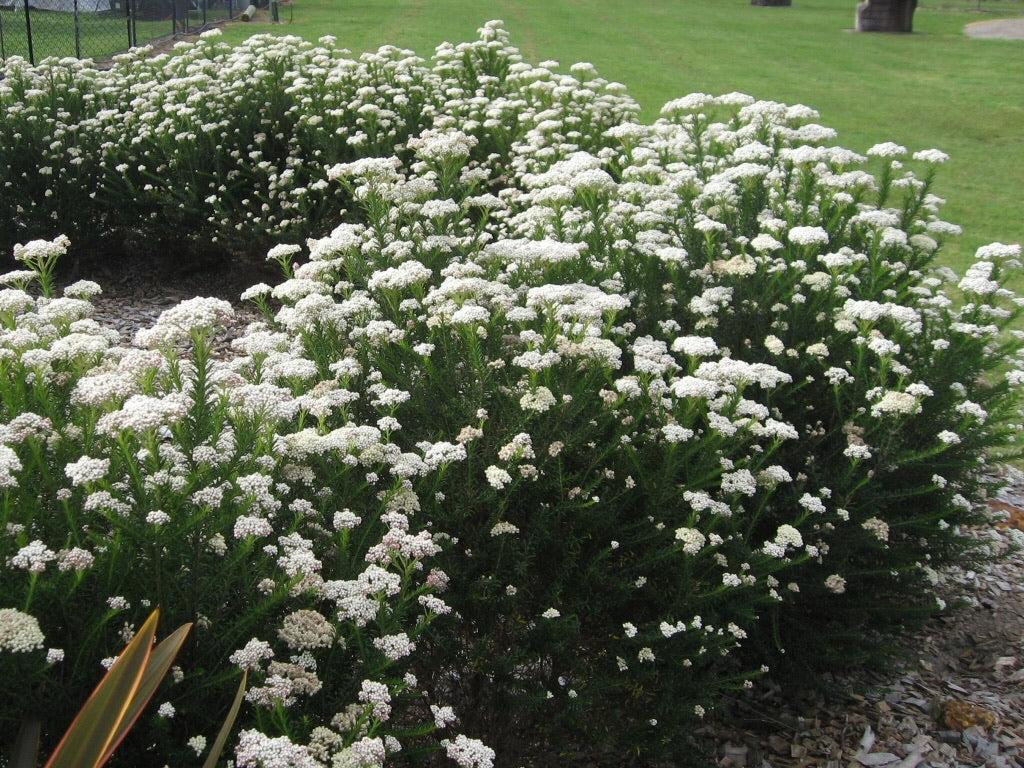 Ozothamnus Diosmifolius (Rice Flower)