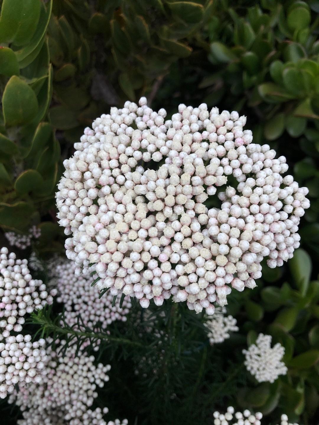 Ozothamnus Diosmifolius (Rice Flower)