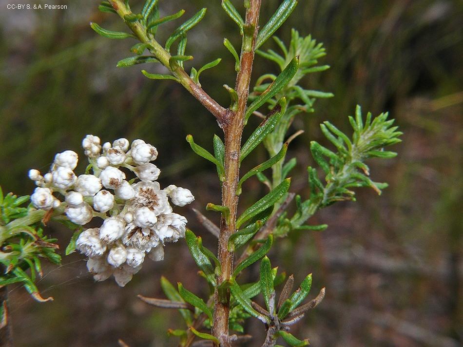 Ozothamnus Diosmifolius (Rice Flower)