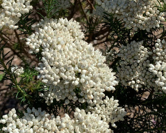 Ozothamnus Diosmifolius (Rice Flower)