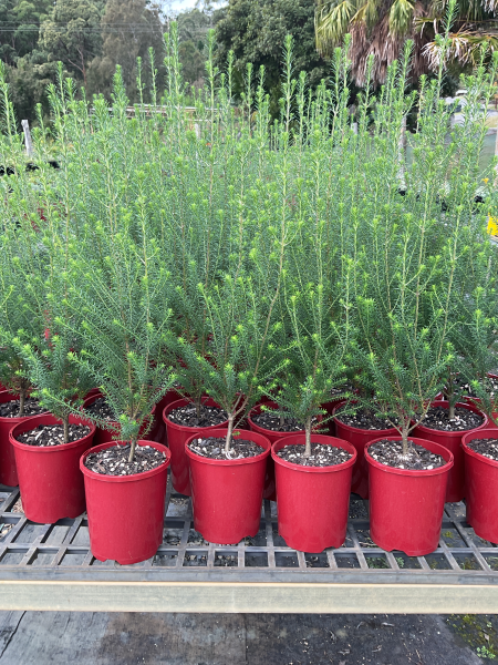 Ozothamnus Diosmifolius ‘Red Gingham’ (Rice Flower)