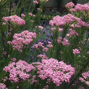 Ozothamnus diosmifolius ‘Pink’ (Pink Rice Flower)