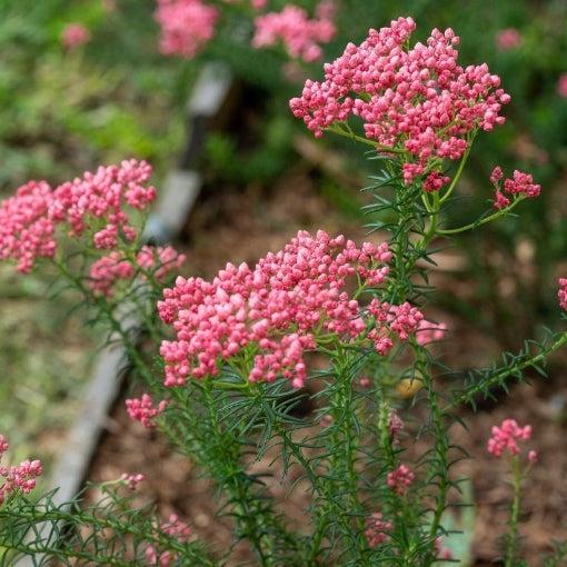 Ozothamnus Diosmifolius ‘Red Gingham’ (Rice Flower)